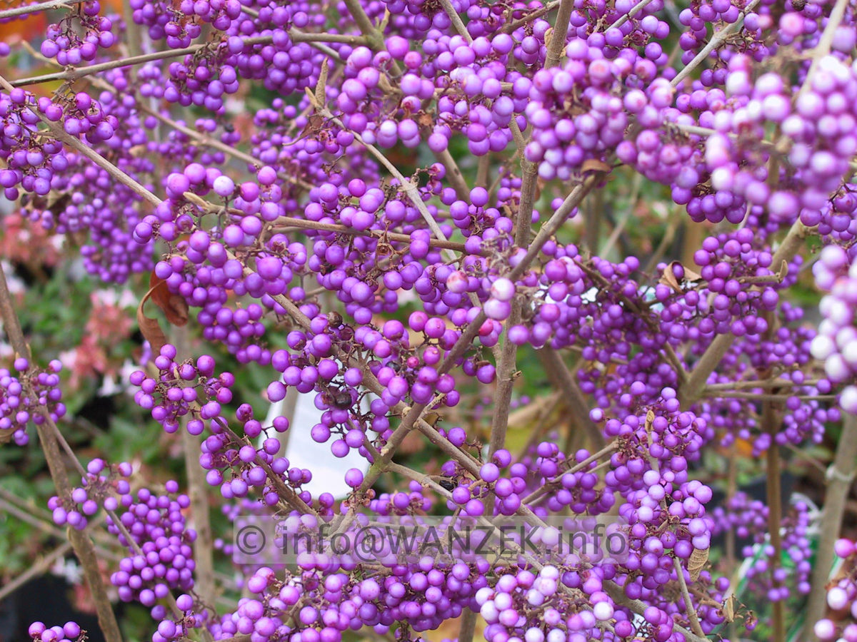 Callicarpa bodinieri Profusion Beeren1.JPG